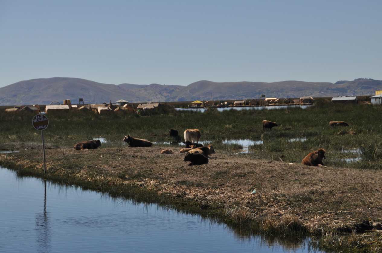 025 110513 Puno
