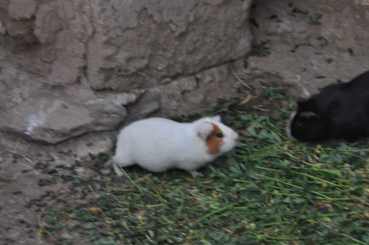 120 110513 Puno