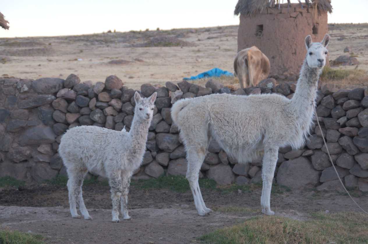 121 110513 Puno