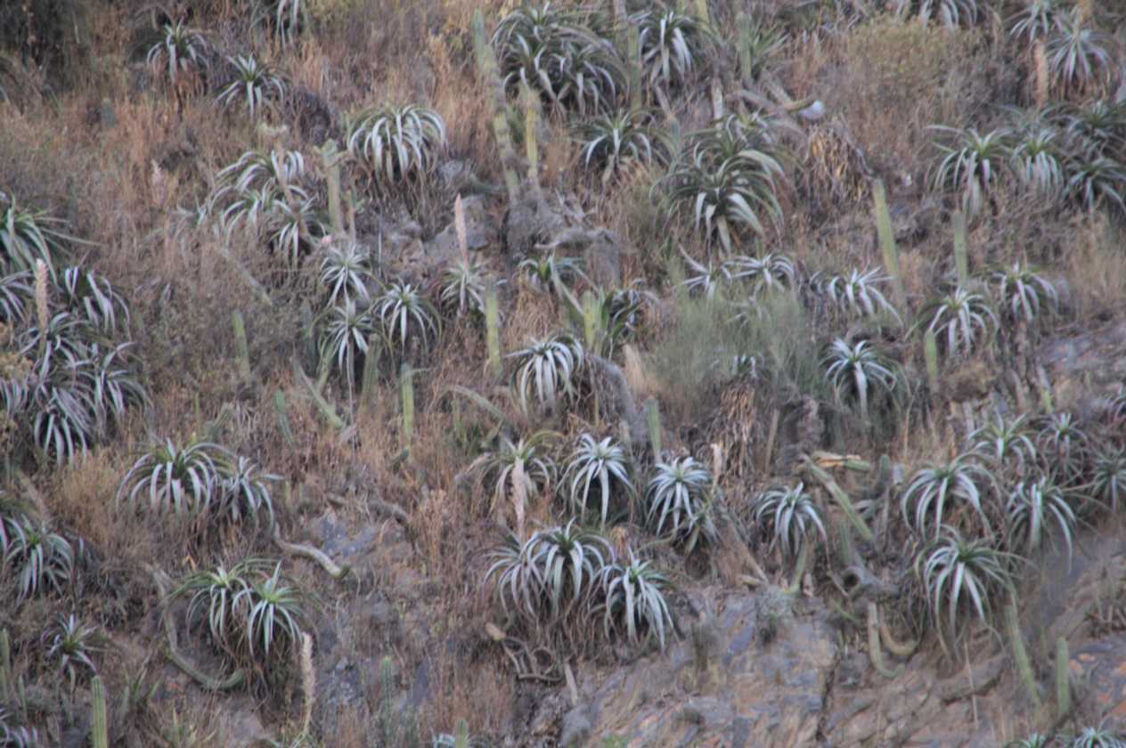 051 110516 Cuzco-Ollantaytambo