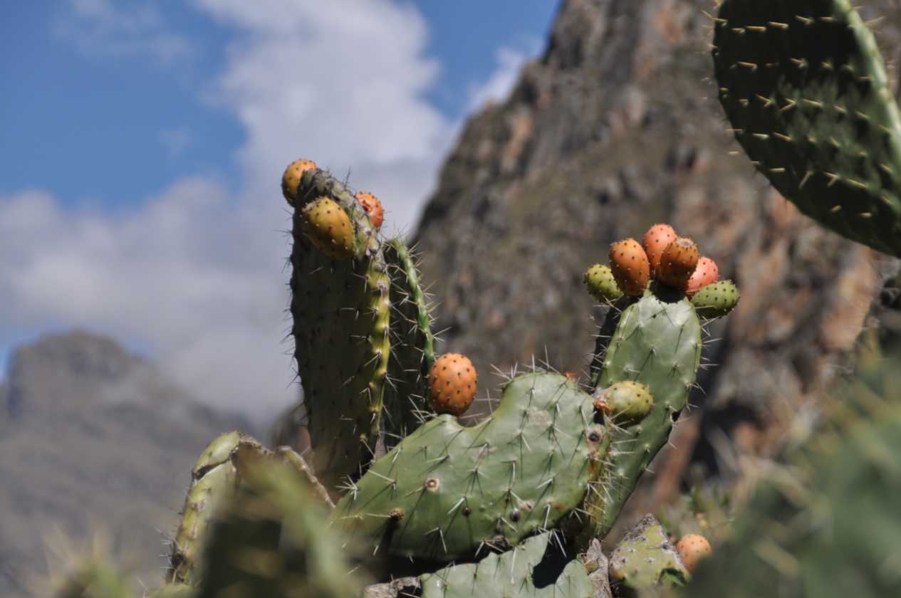 018 110517 Inca Trail 1