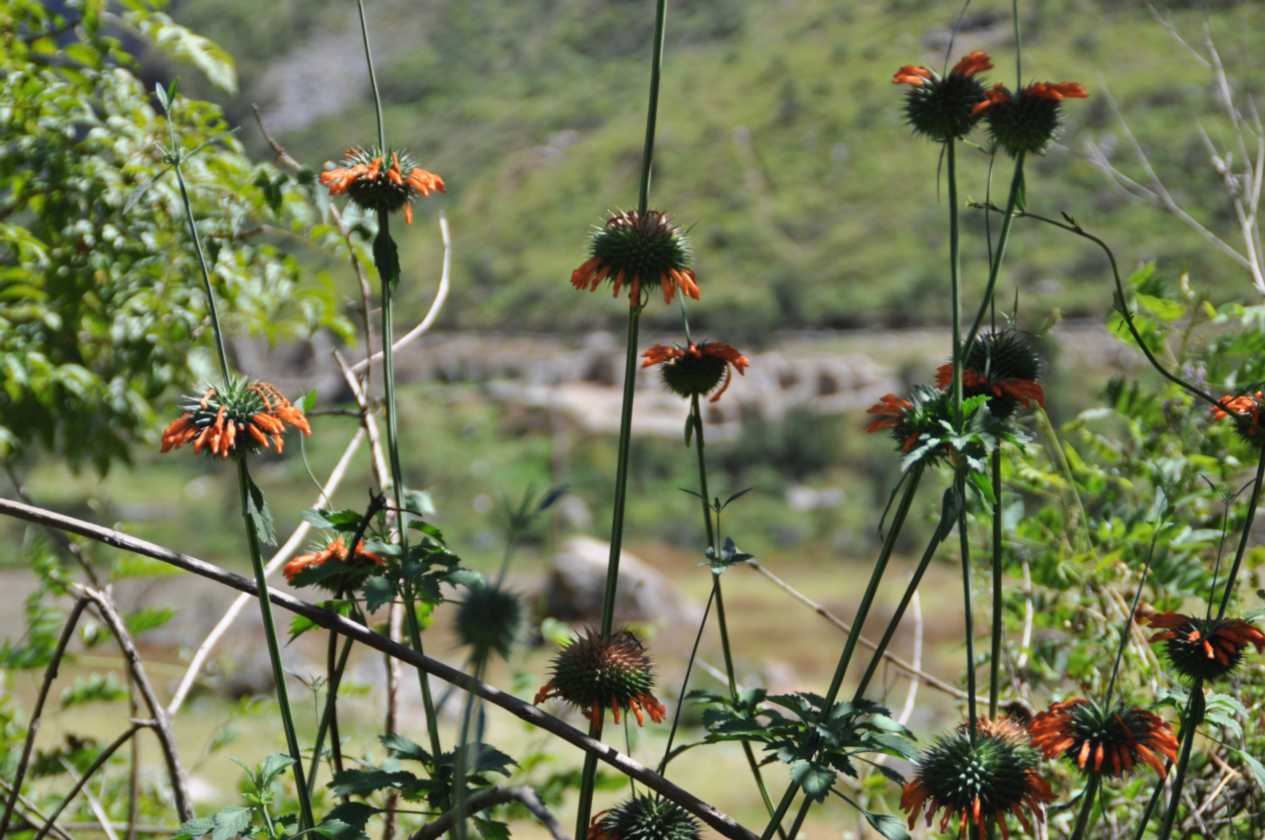 024 110517 Inca Trail 1