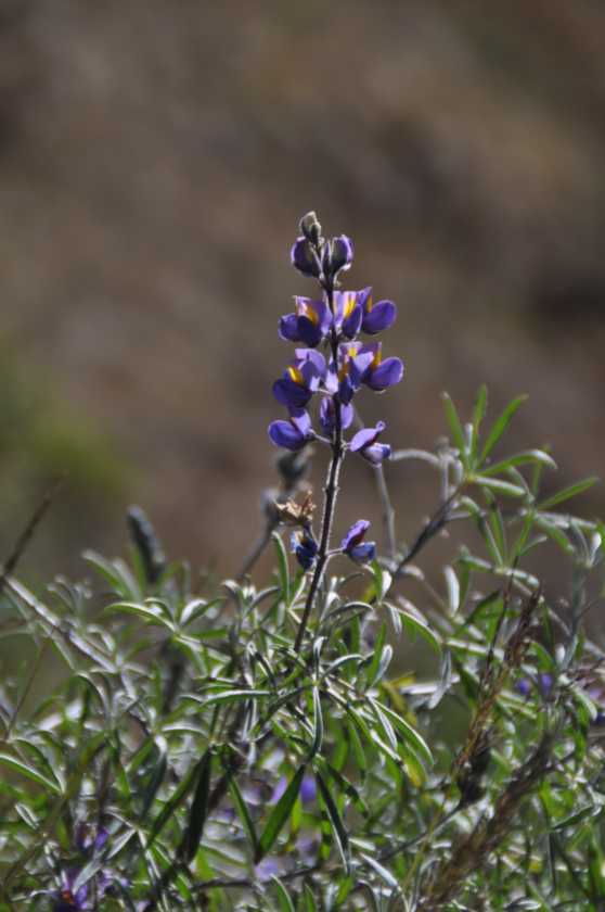 025 110518 Inca Trail 2