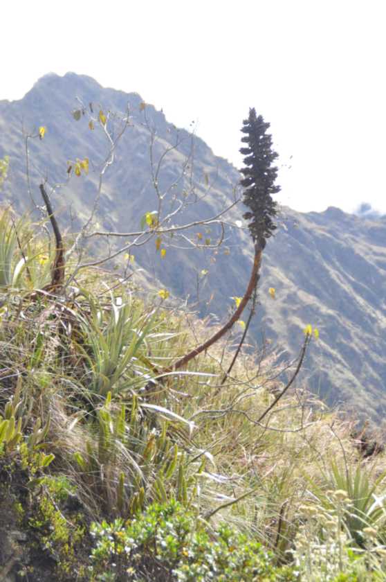 040 110518 Inca Trail 2