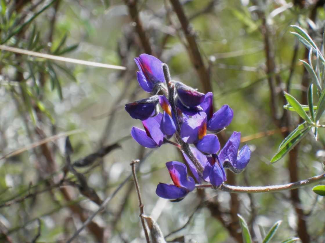 044 110518 Inca Trail 2