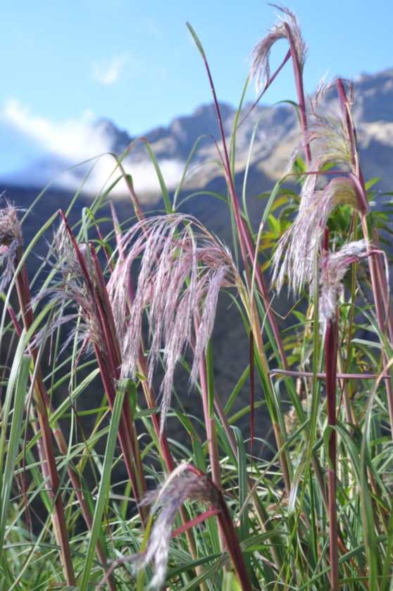 009 110519 Inca Trail 3