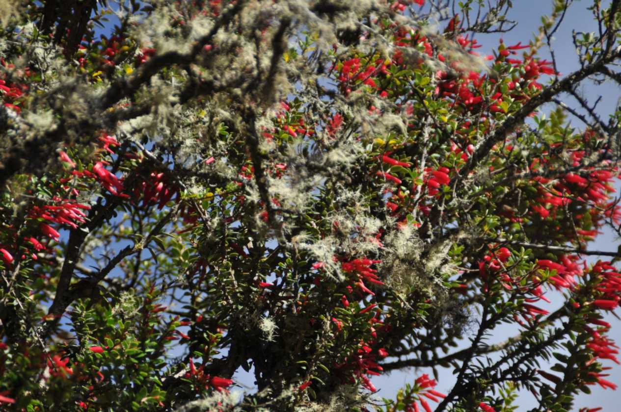 010 110519 Inca Trail 3