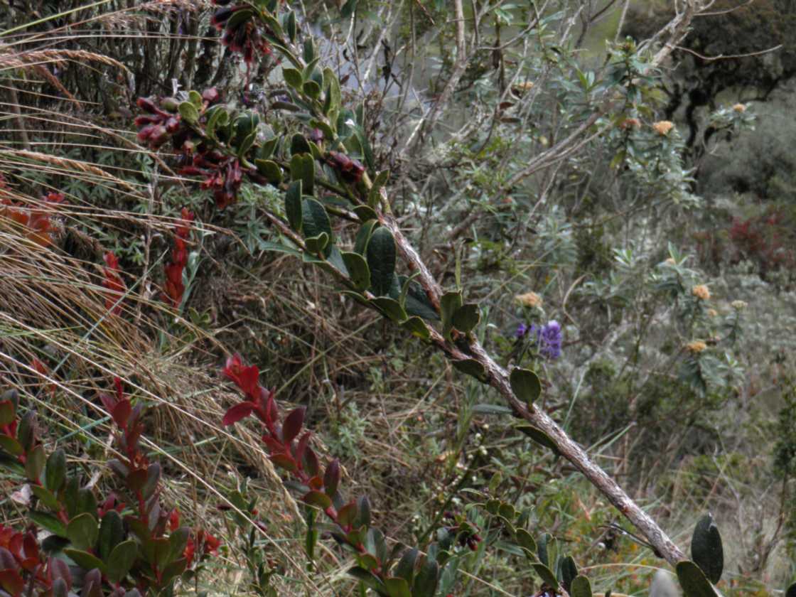 033 110519 Inca Trail 3