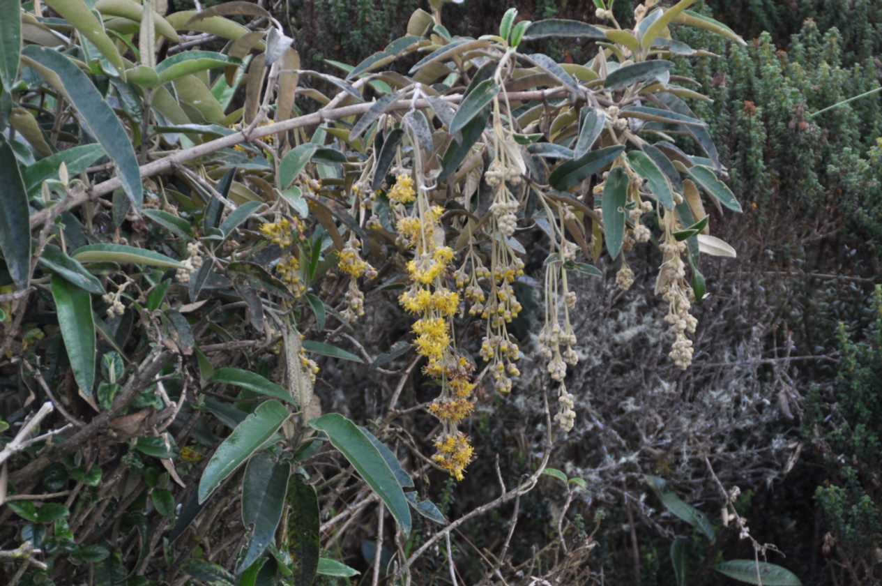 050 110519 Inca Trail 3