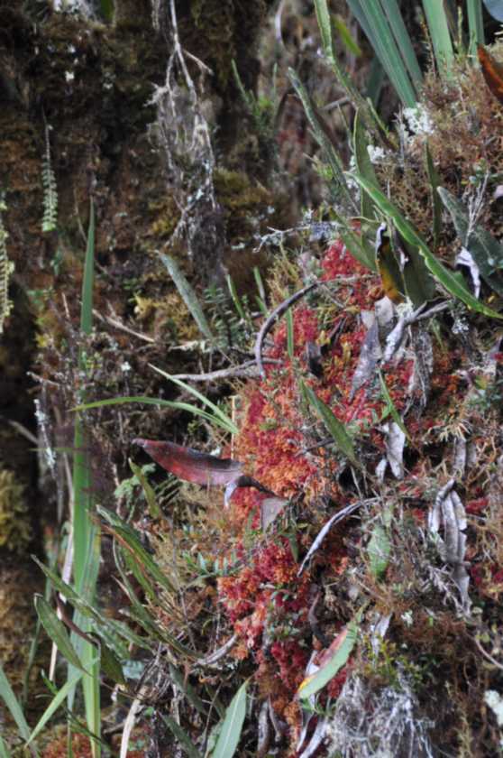 055 110519 Inca Trail 3