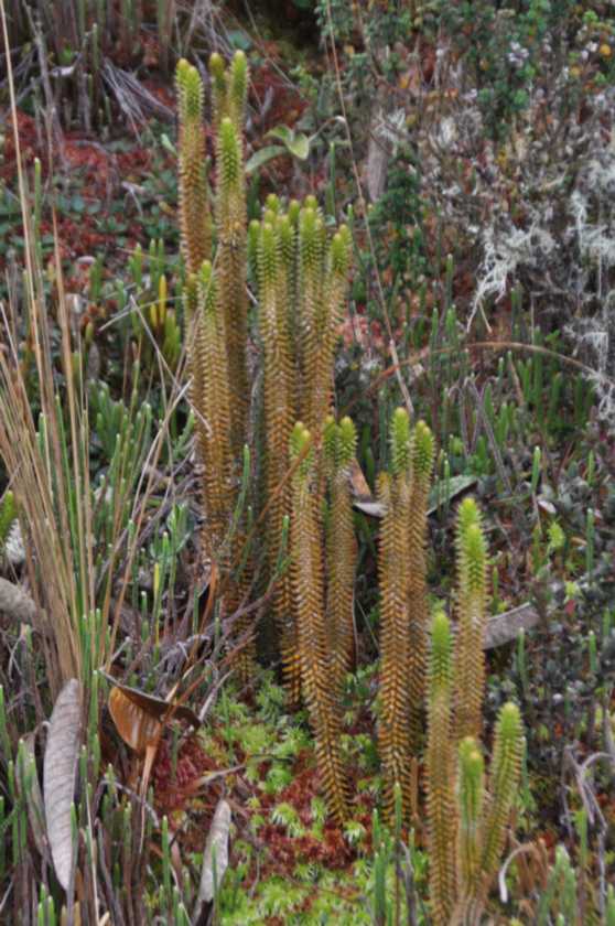 057 110519 Inca Trail 3