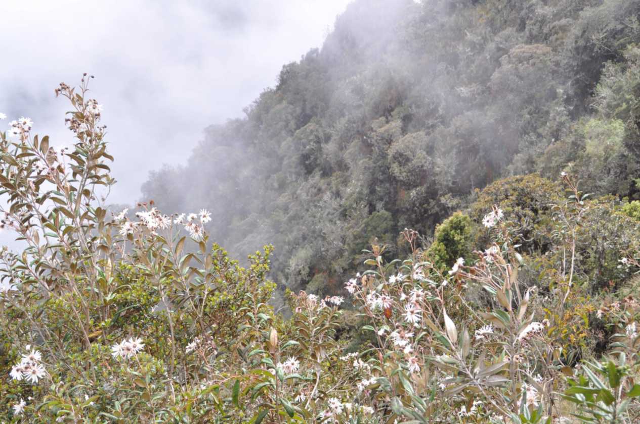 061 110519 Inca Trail 3