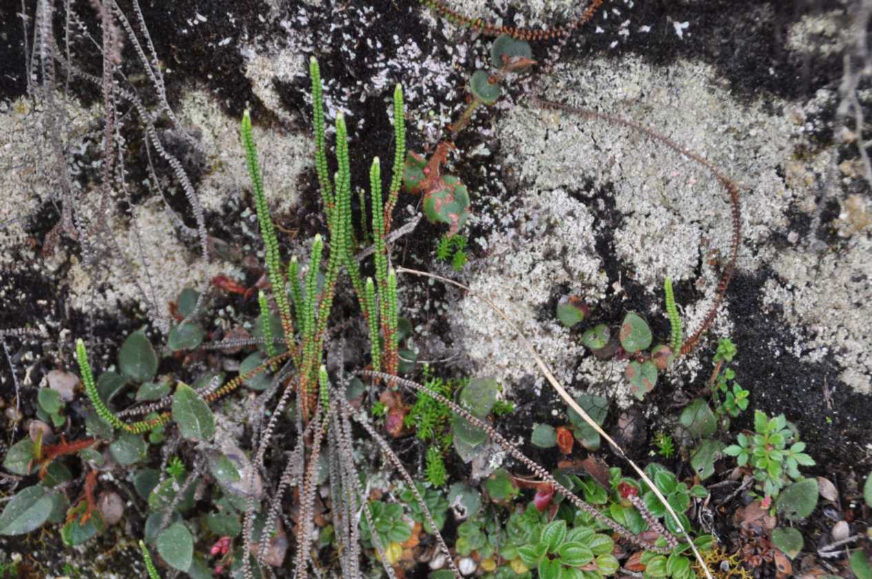 062 110519 Inca Trail 3