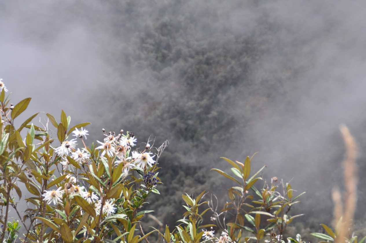 063 110519 Inca Trail 3