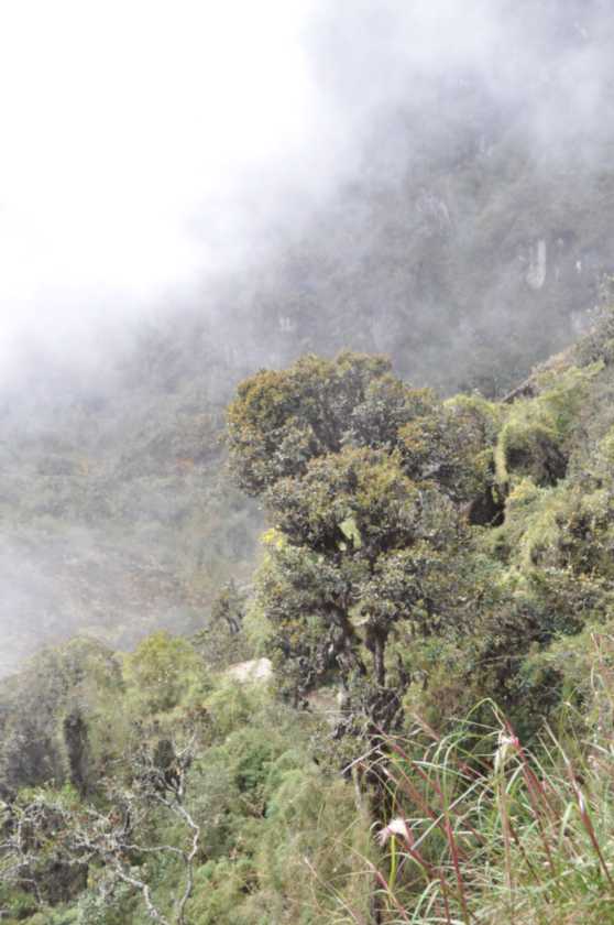 064 110519 Inca Trail 3