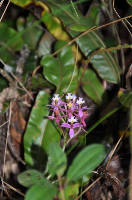 084 110519 Inca Trail 3