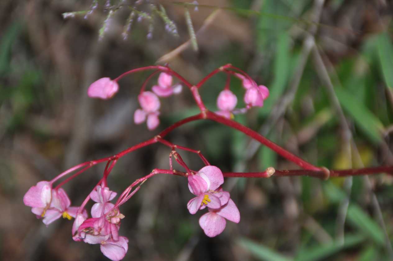 085 110519 Inca Trail 3