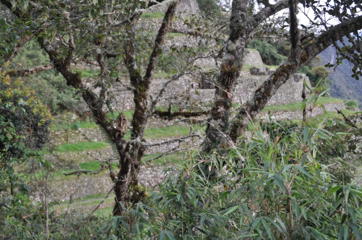 086 110519 Inca Trail 3