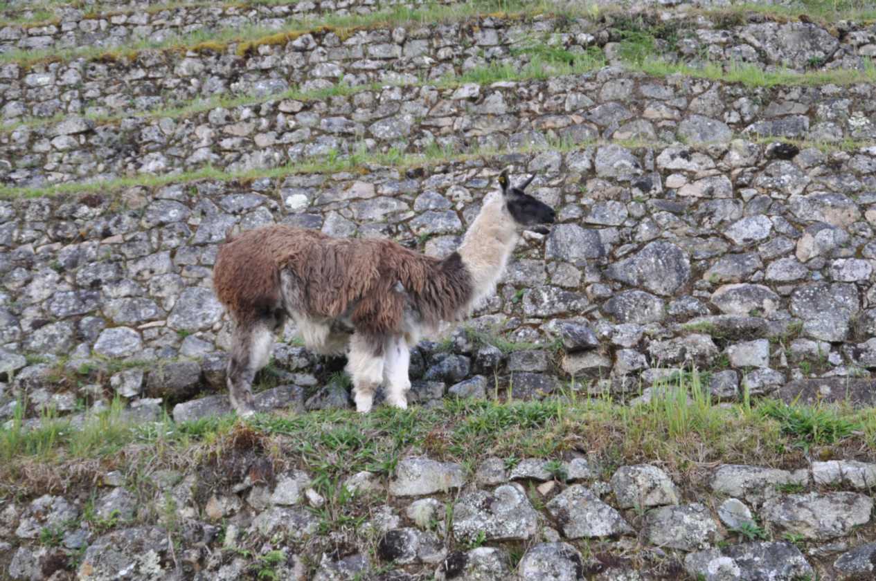 092 110519 Inca Trail 3