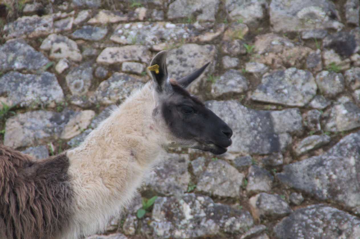 093 110519 Inca Trail 3
