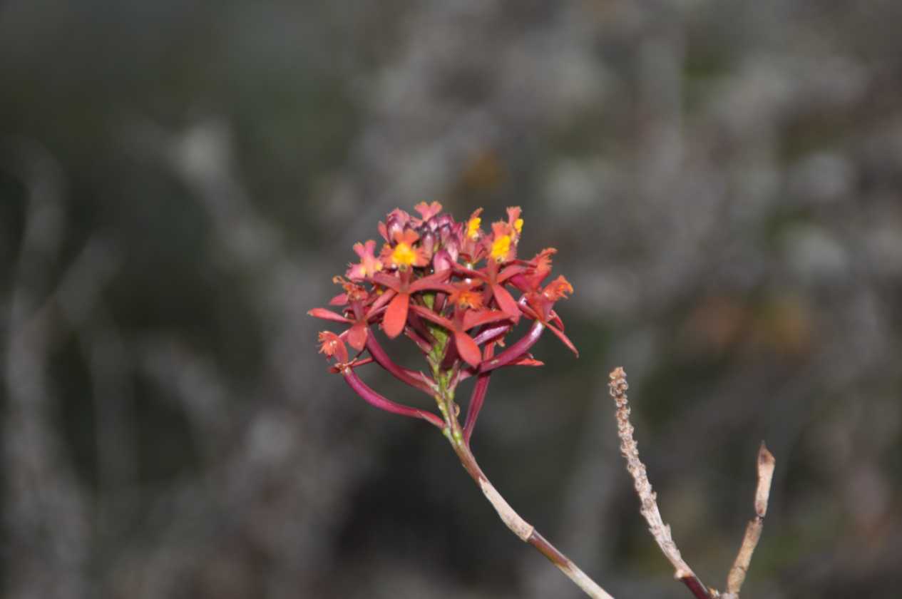 099 110519 Inca Trail 3