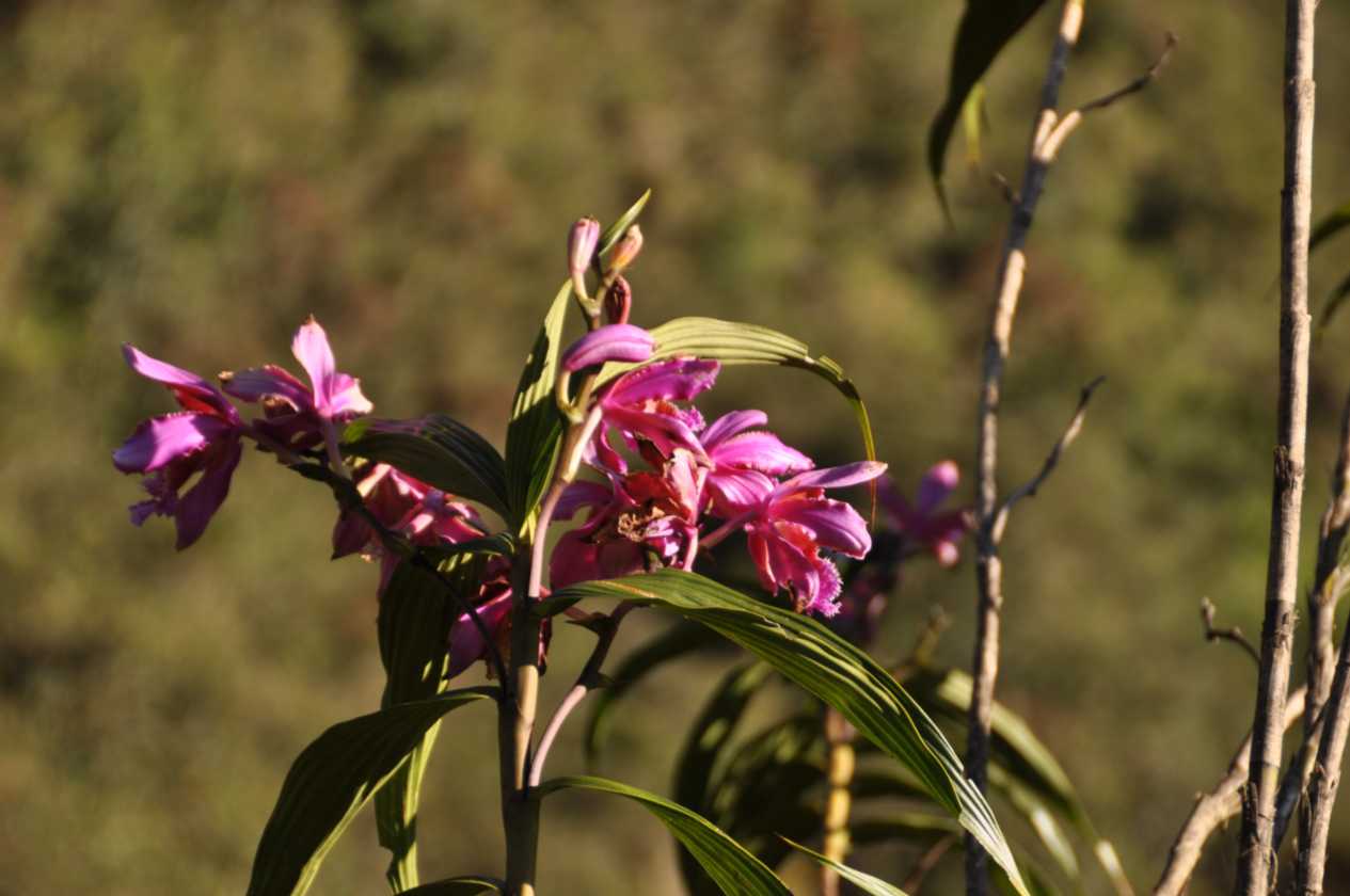 017 110520 Inca Trail 4