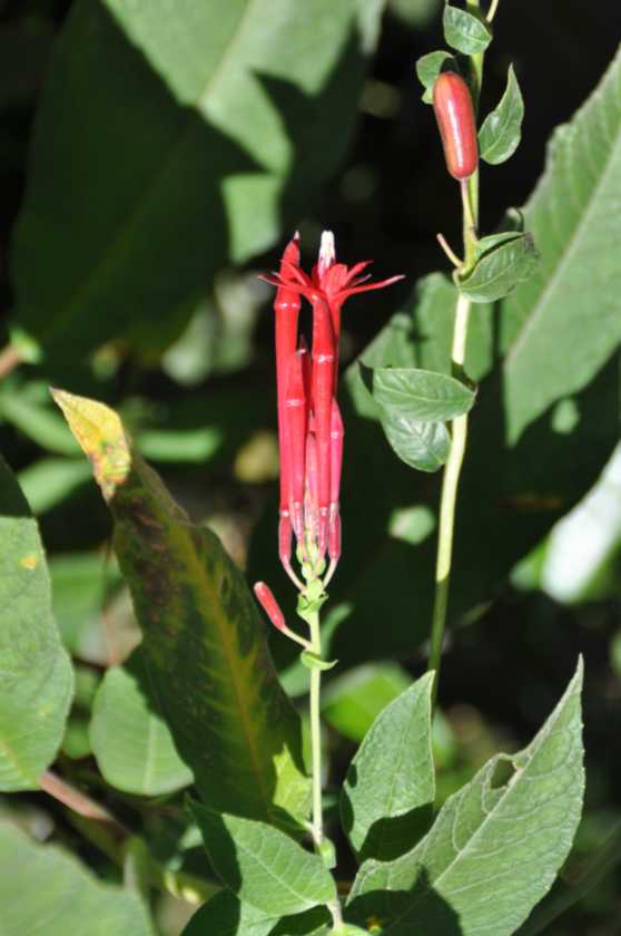 028 110520 Inca Trail 4