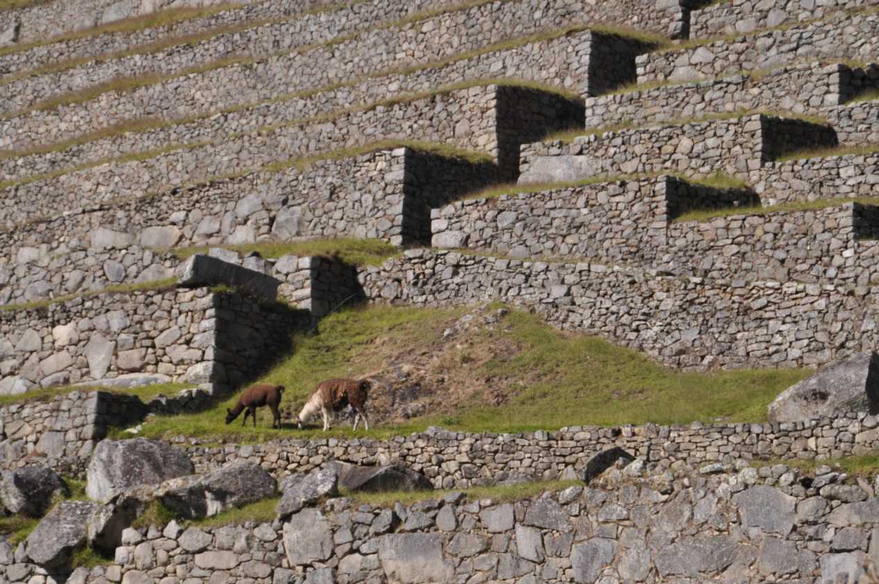 039 110520 Inca Trail 4