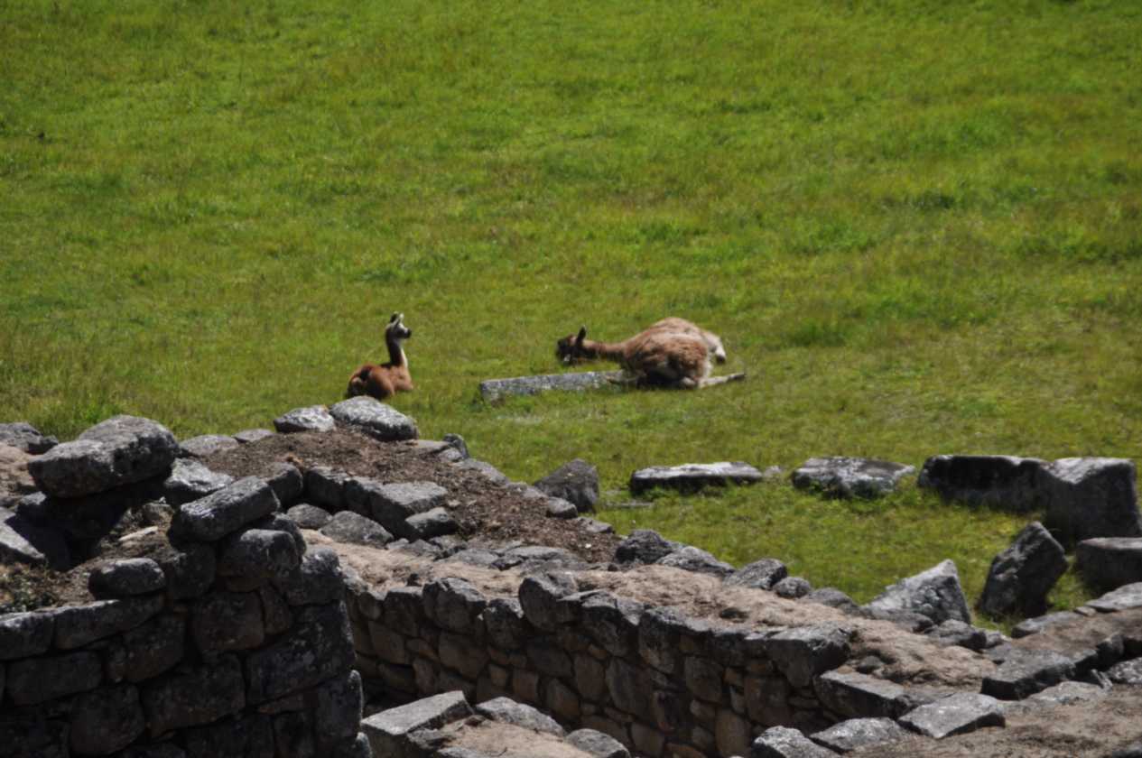 050 110520 Inca Trail 4