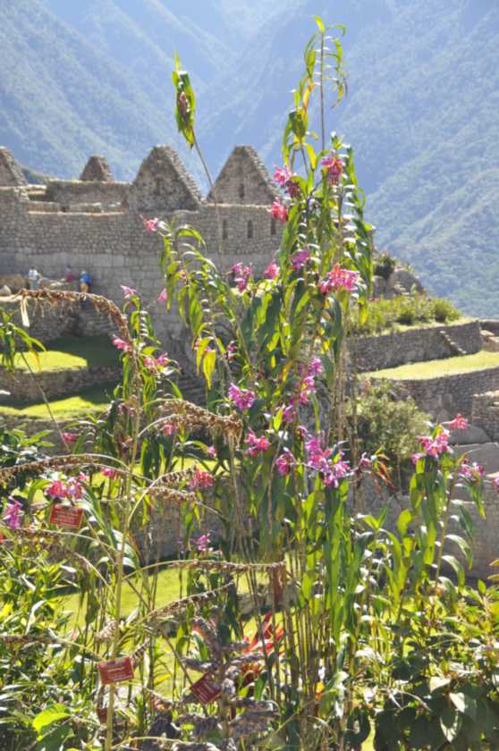 053 110520 Inca Trail 4