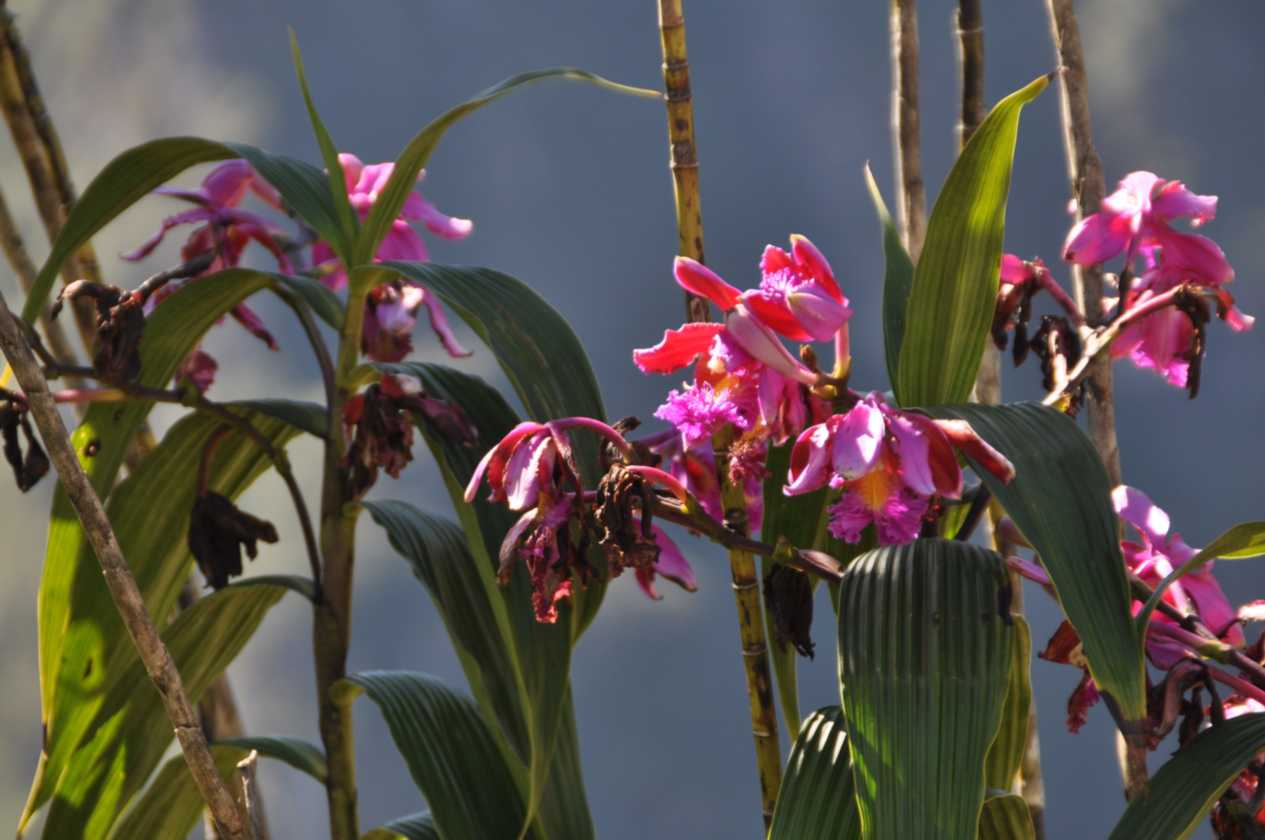 054 110520 Inca Trail 4