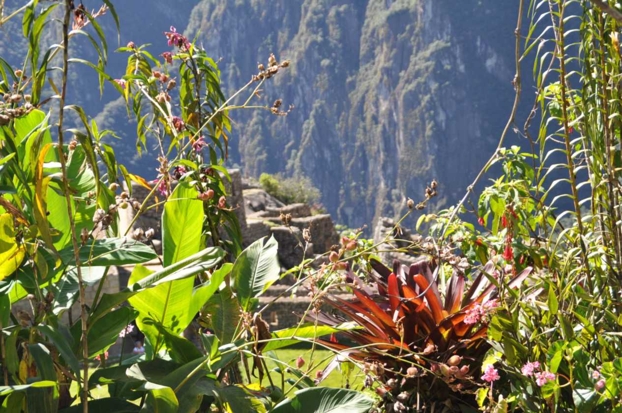 055 110520 Inca Trail 4