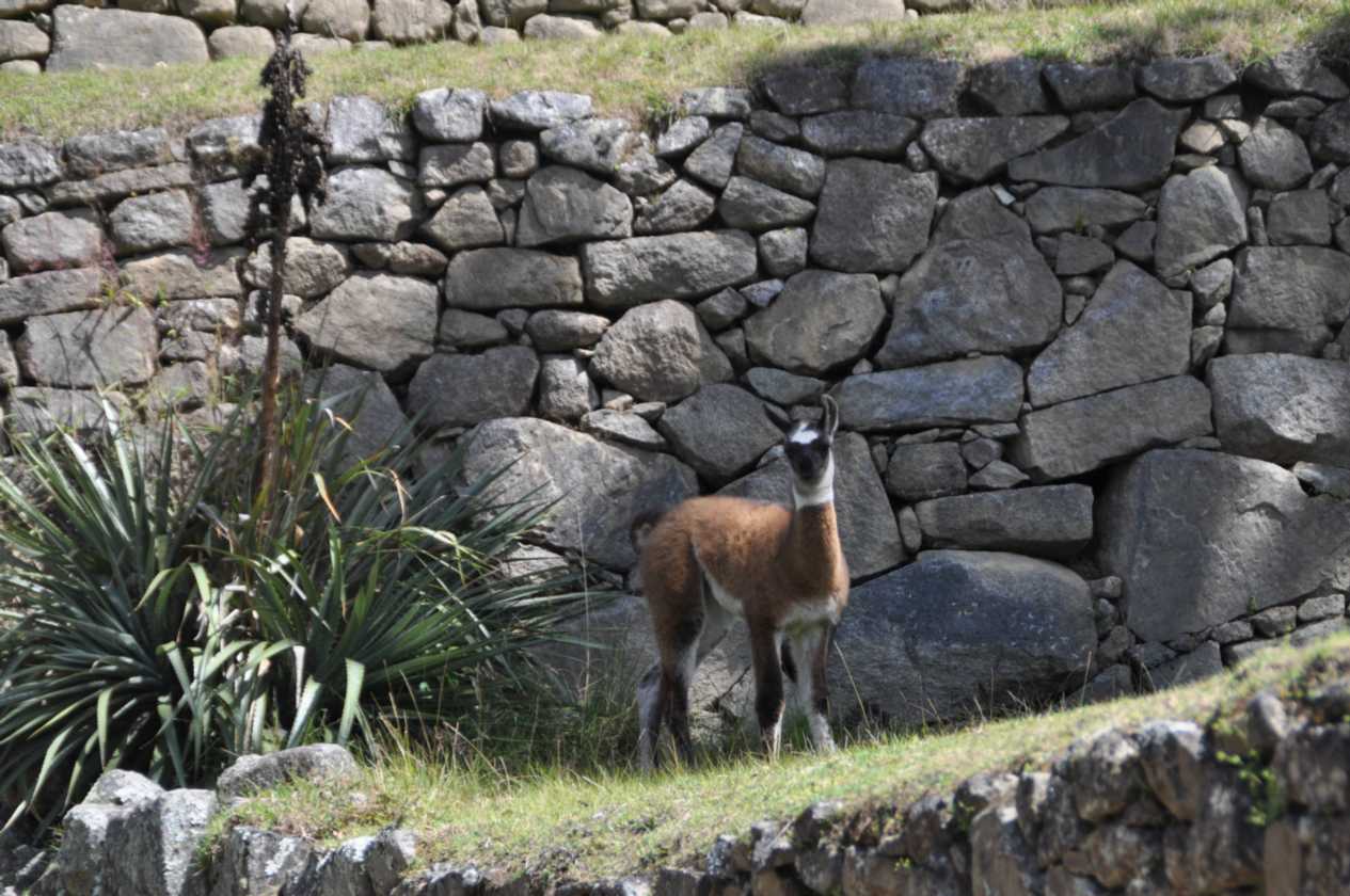 073 110520 Inca Trail 4