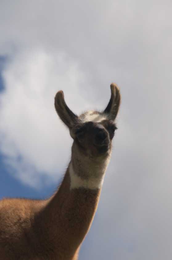 074 110520 Inca Trail 4