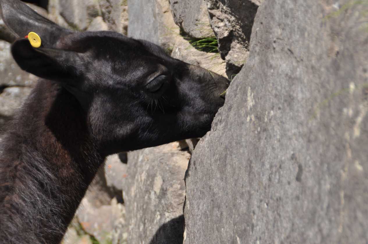 075 110520 Inca Trail 4