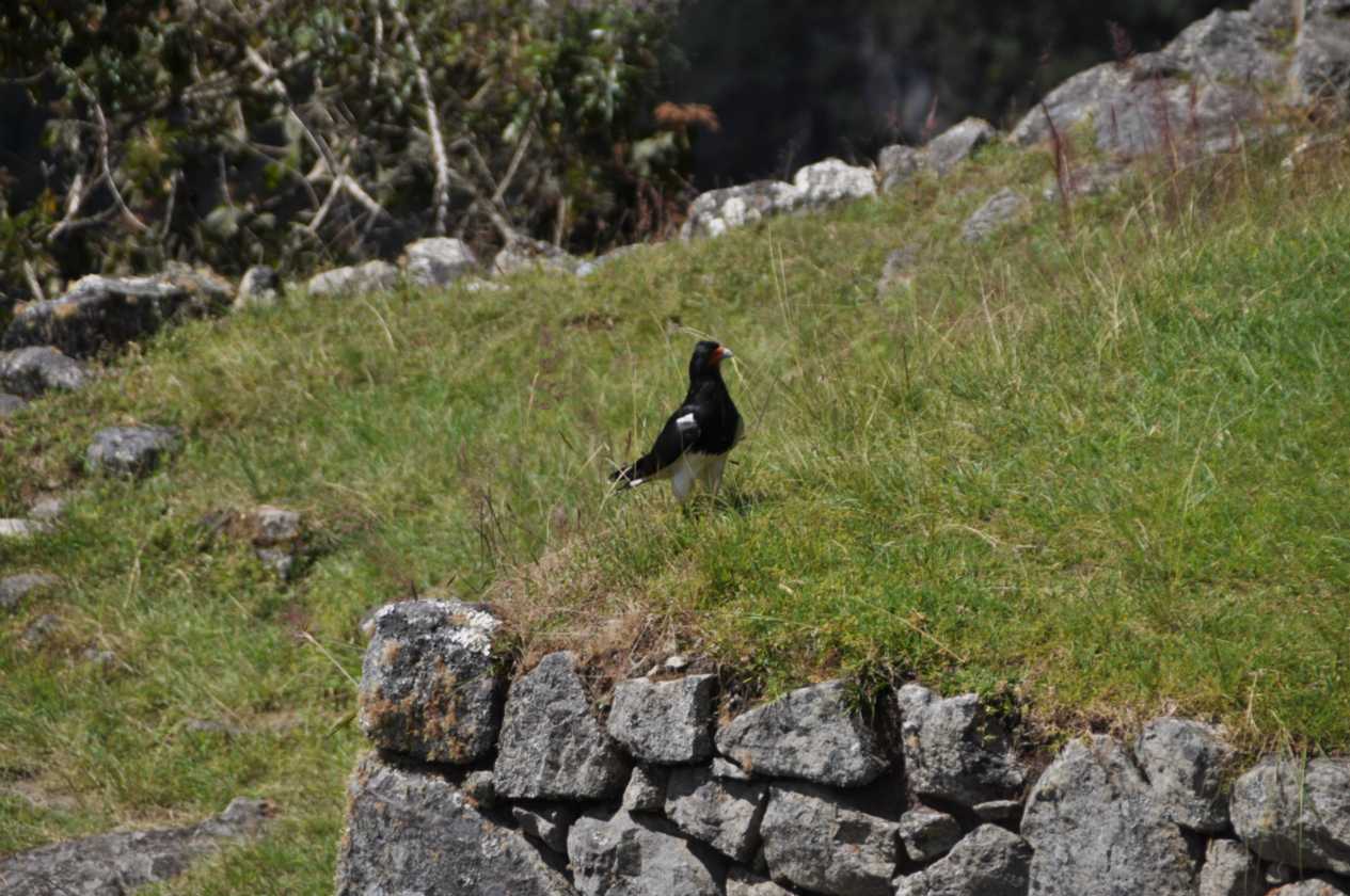 076 110520 Inca Trail 4