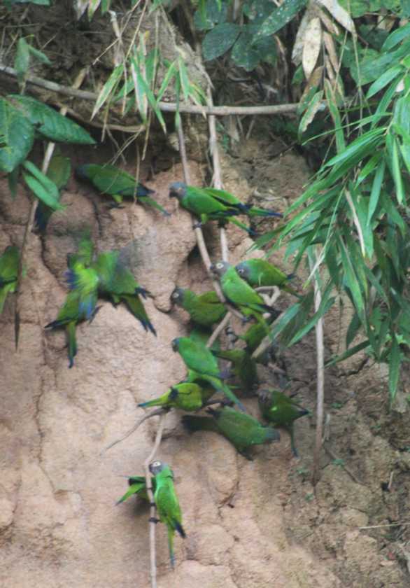 009 110522 Puerto Maldonado