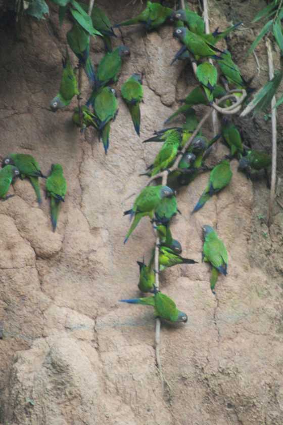 012 110522 Puerto Maldonado