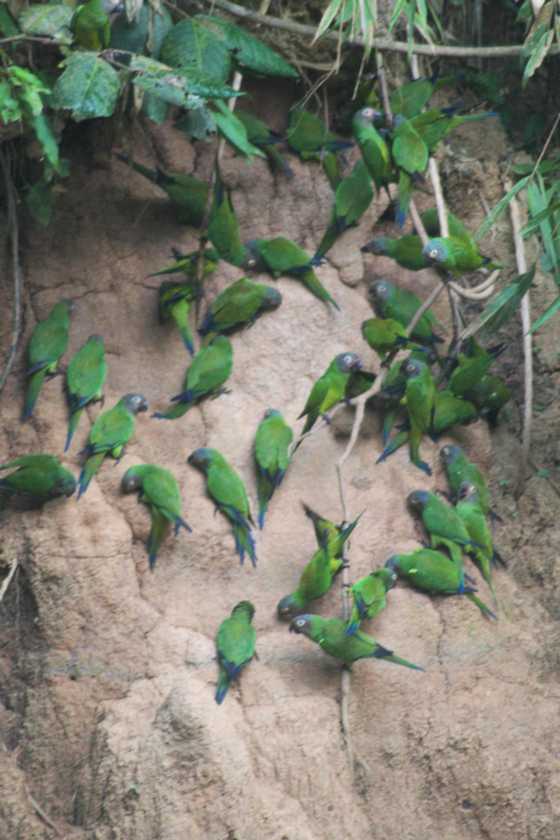 014 110522 Puerto Maldonado