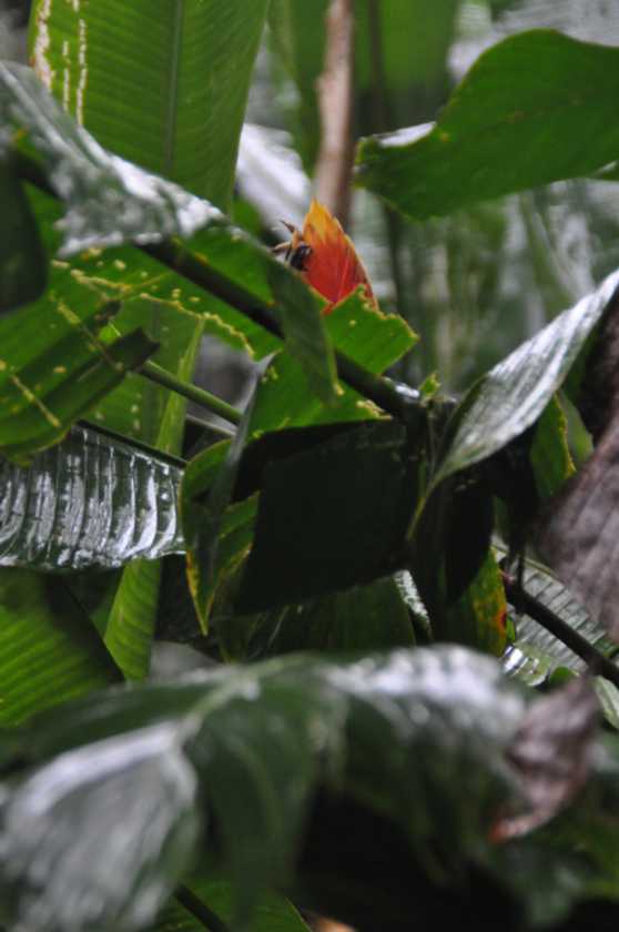 004 110523 Puerto Maldonado