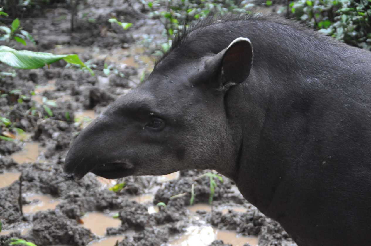 012 110523 Puerto Maldonado