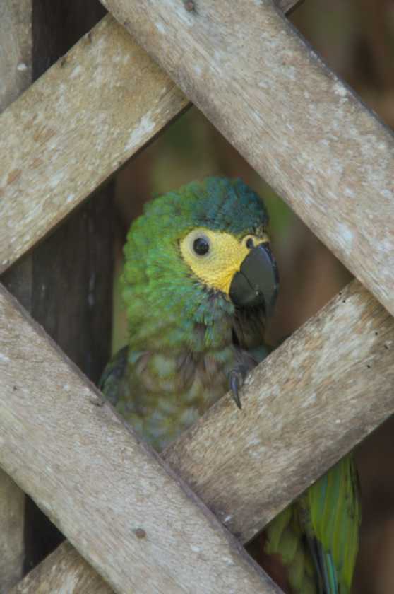 044 110524 Puerto Maldonado
