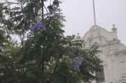 020 110504 Lima