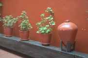 065 110504 Lima