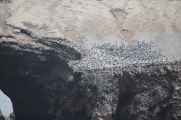 029 110505 Ballestas-Ica