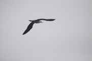 031 110505 Ballestas-Ica