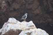 033 110505 Ballestas-Ica