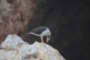 034 110505 Ballestas-Ica
