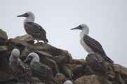 036 110505 Ballestas-Ica