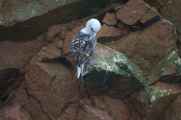 039 110505 Ballestas-Ica